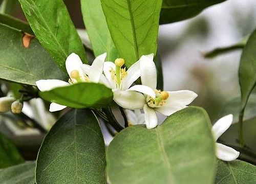 橘子花的花语和寓意