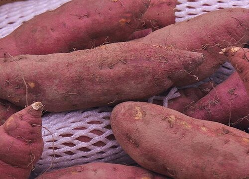 狗可以吃红薯吗