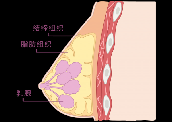 怎么量胸围确定罩杯大小图片