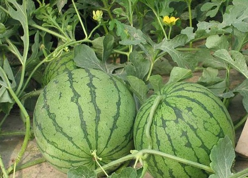 西瓜是什么作物