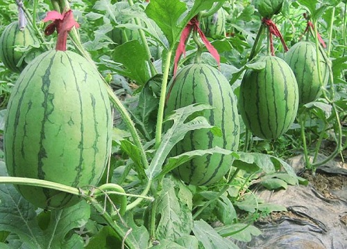 西瓜是什么作物