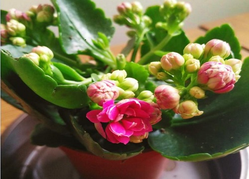 长寿花怎么才能养好根系