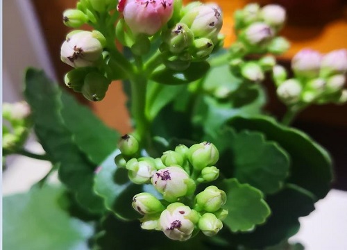 长寿花怎么才能养好根系