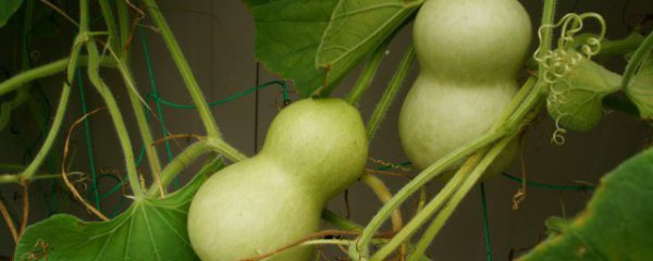 葫芦怎样晒干制作