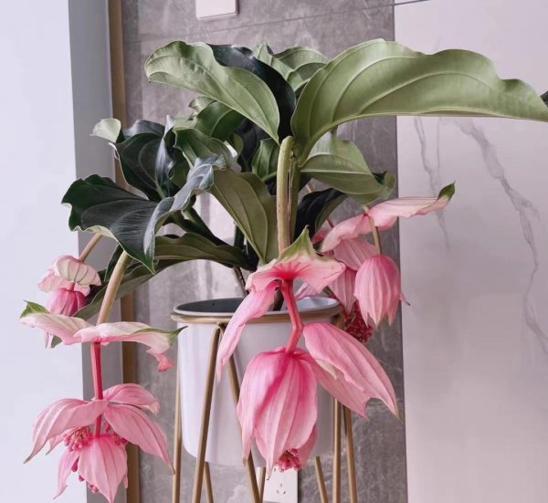 新房入住送什么礼物好