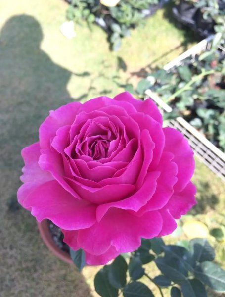 浓香月季第一名