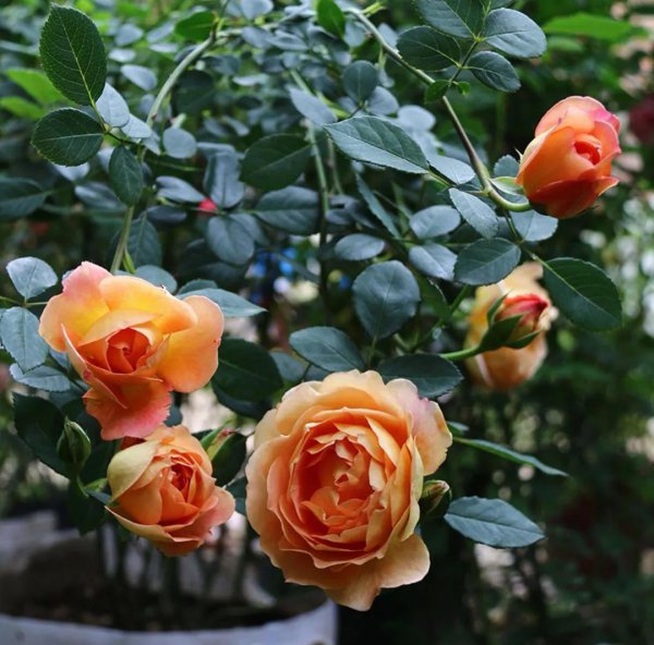 浓香月季第一名