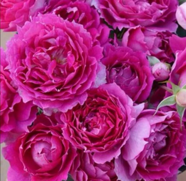 浓香月季第一名