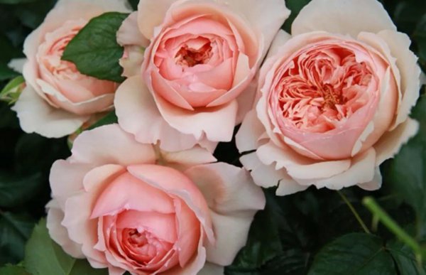 浓香月季第一名