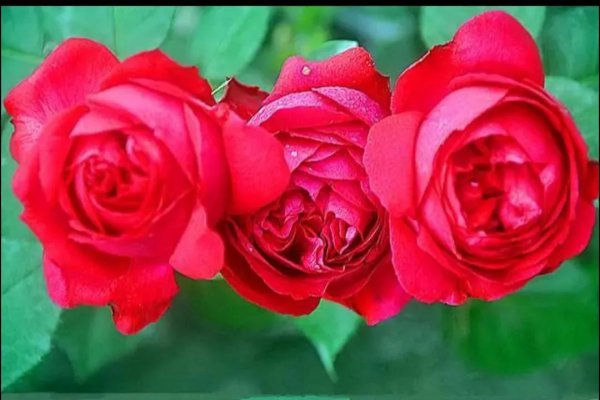 浓香月季第一名