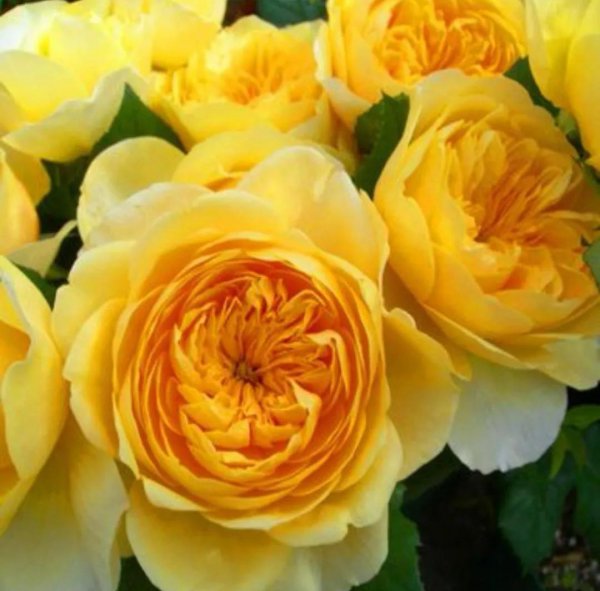 浓香月季第一名