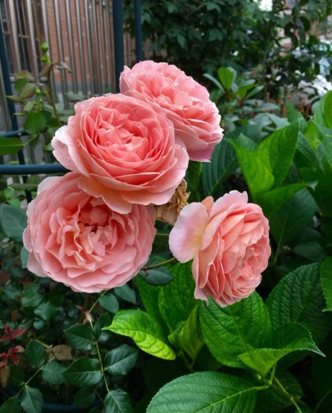 浓香月季第一名