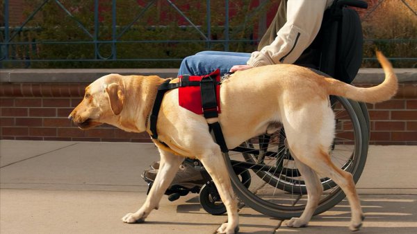 宠物可以上高铁吗