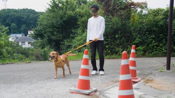 宠物可以上高铁吗