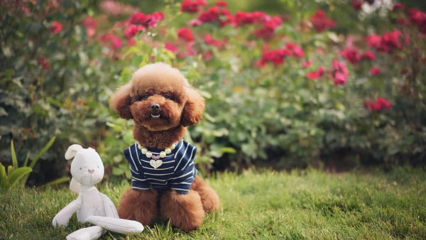 宠物可以上高铁吗