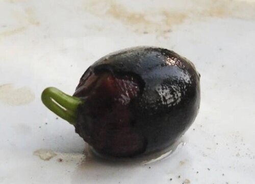 碗莲种子应该如何浸种