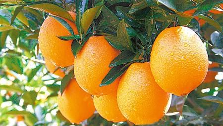 南充地方特产品种介绍