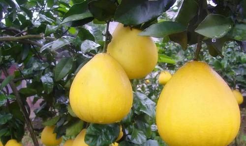 南充地方特产品种介绍