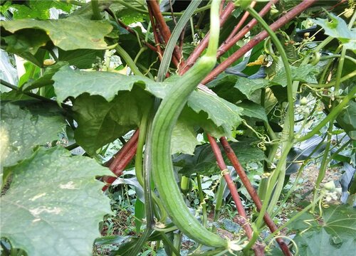 丝瓜病虫害防治方法与技术措施