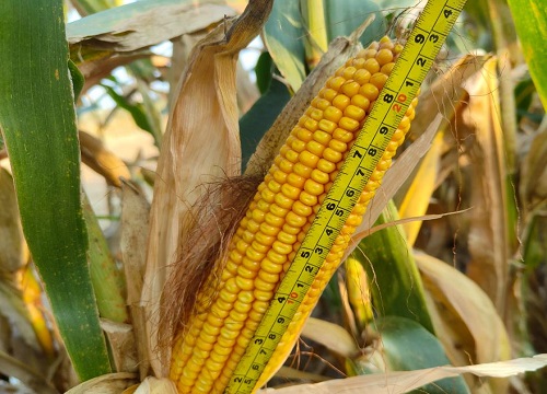 联创839玉米品种介绍