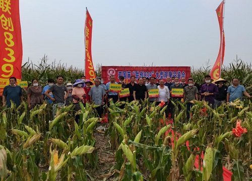 联创839玉米品种介绍