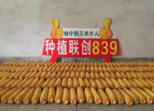 联创839玉米品种介绍