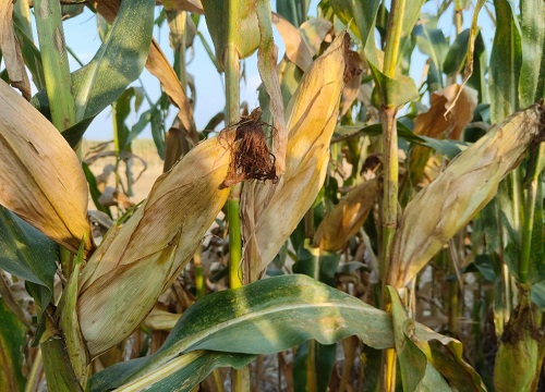 联创839玉米品种介绍