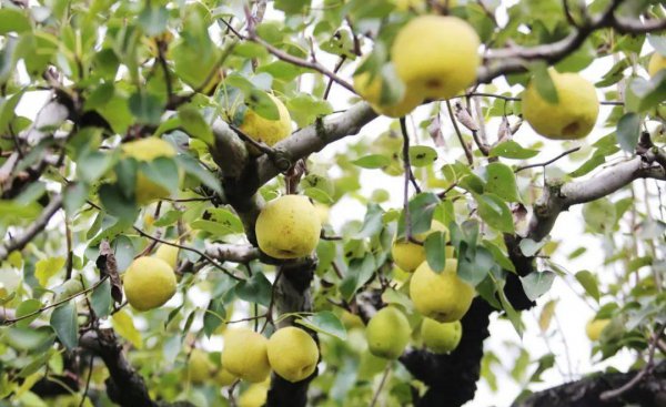 山东省枣庄特产值得带回去