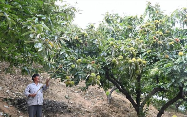 山东省枣庄特产值得带回去