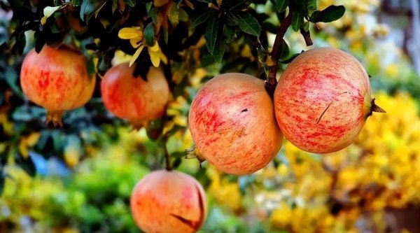 山东省枣庄特产值得带回去