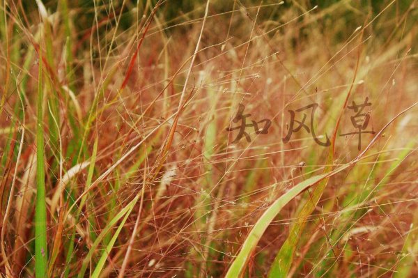 知风草有什么作用及用途功效