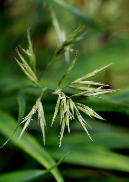 知风草有什么作用及用途功效