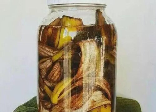 香蕉皮肥水如何发酵无异味