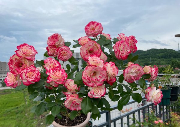 摩纳哥公爵月季优缺点