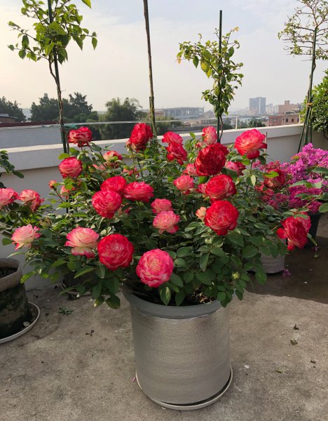 摩纳哥公爵月季优缺点