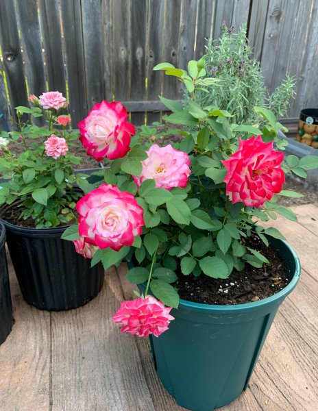 摩纳哥公爵月季优缺点