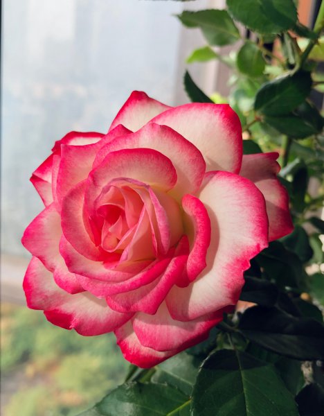 摩纳哥公爵月季优缺点