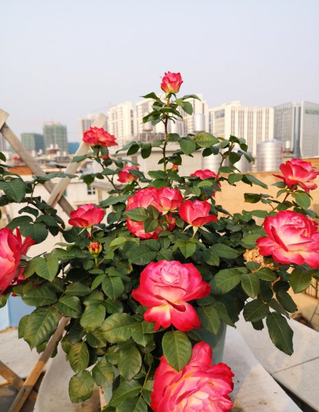 摩纳哥公爵月季优缺点