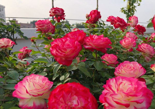 摩纳哥公爵月季优缺点