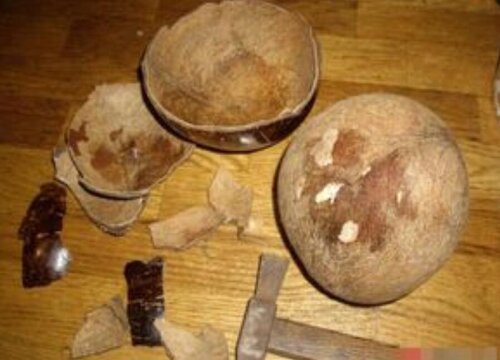 椰子壳可以做肥料吗