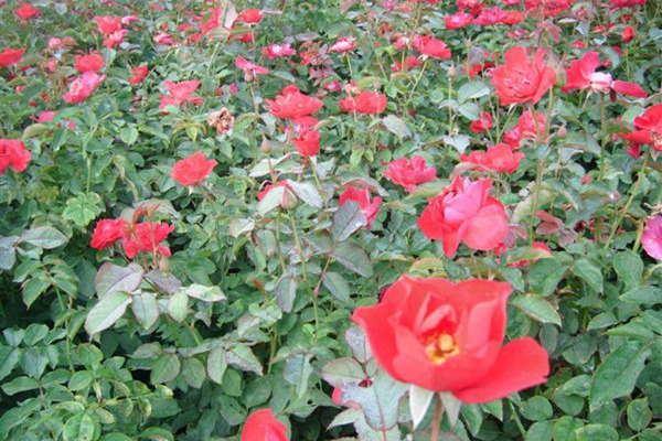 丰花月季有哪些品种