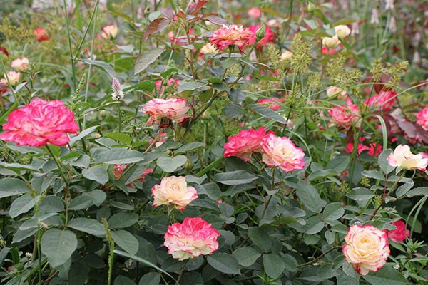 丰花月季有哪些品种