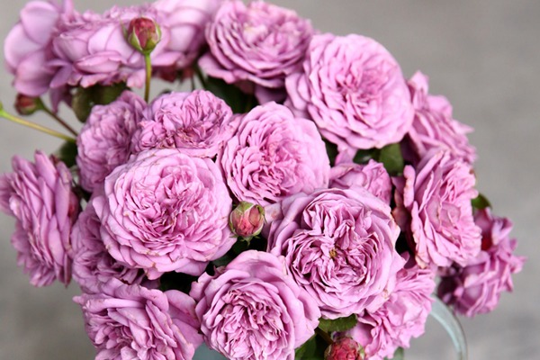 丰花月季有哪些品种