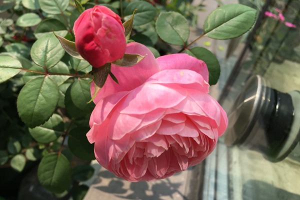 丰花月季有哪些品种