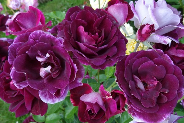 丰花月季有哪些品种