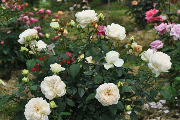 丰花月季有哪些品种