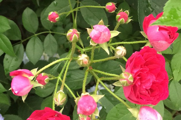 丰花月季有哪些品种