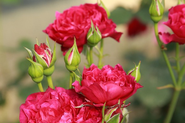 丰花月季有哪些品种