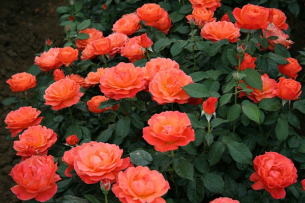 丰花月季有哪些品种