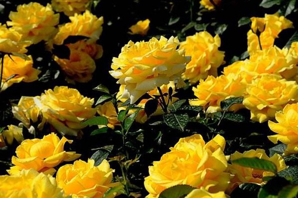 丰花月季有哪些品种